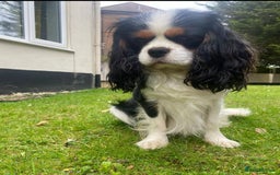 Cavalier King Charles Spaniel dogs for sale: KC Reg Black & Tan Cavalier Girl Puppies  - Image 12