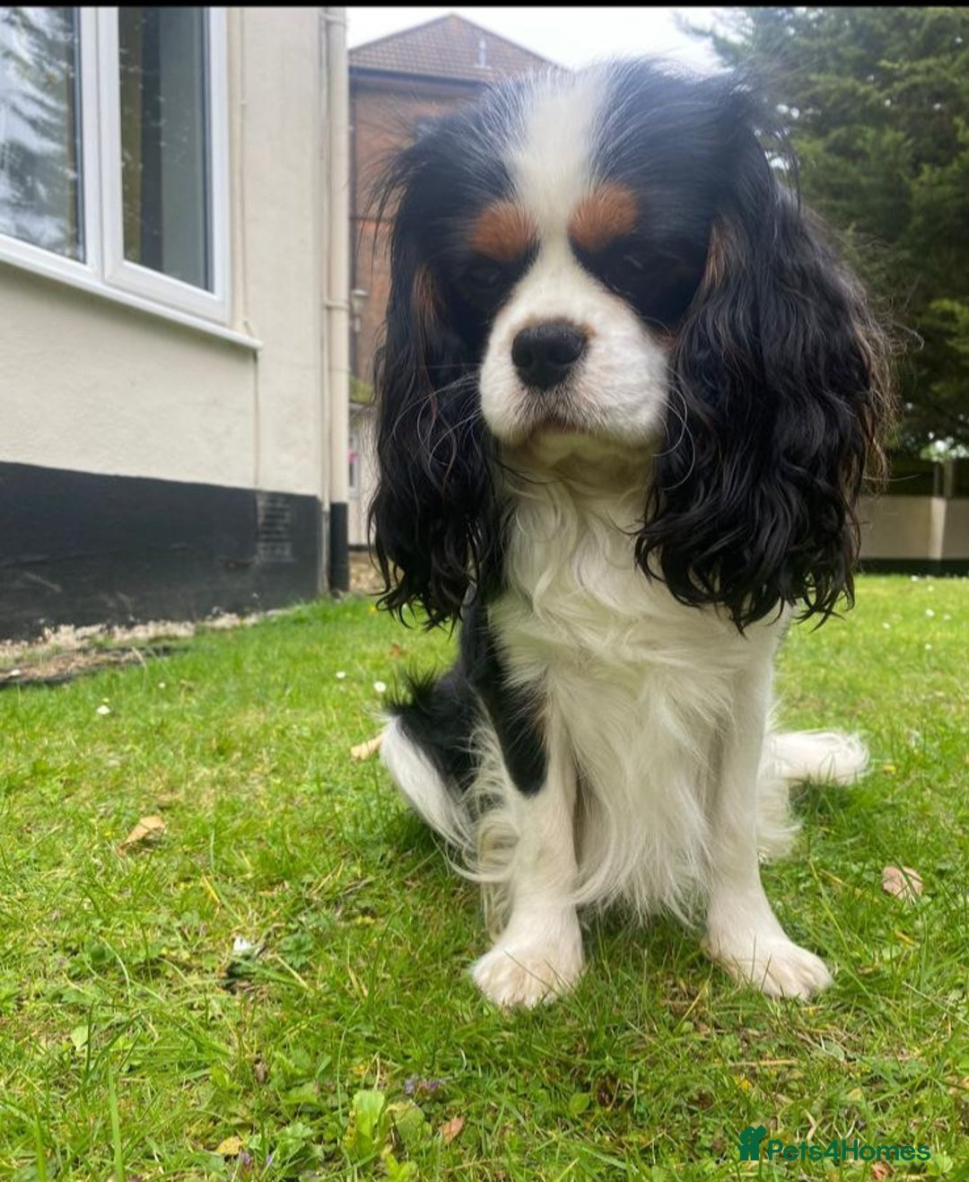 Cavalier King Charles Spaniel dogs for sale: KC Reg Black & Tan Cavalier Girl Puppies  - Image 12