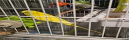 Budgerigars birds for sale: 2 budgies - Advert 1