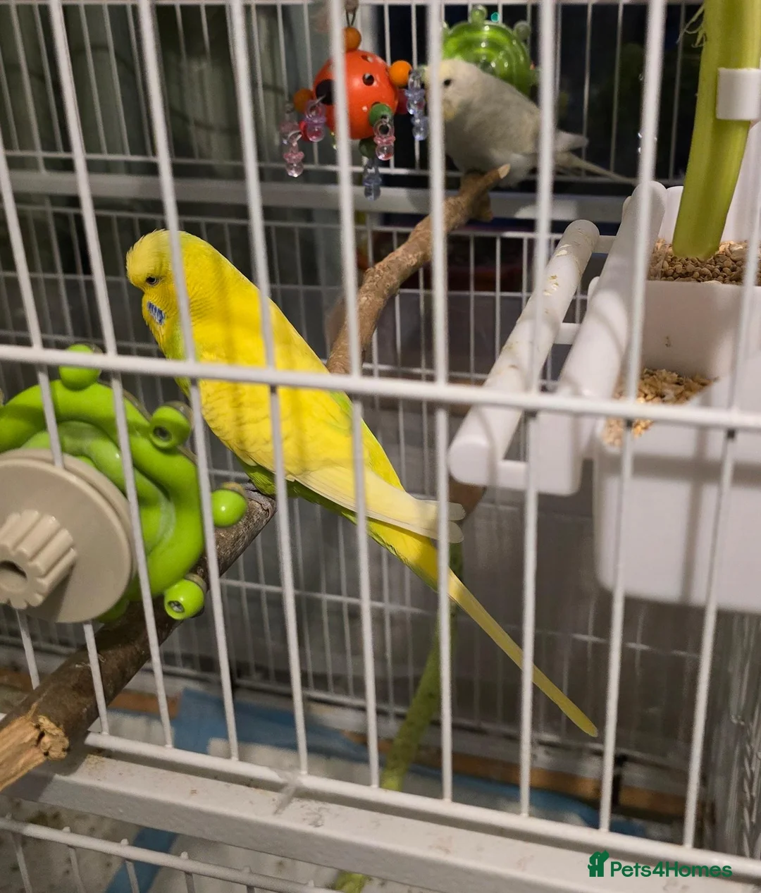 Budgerigars birds for sale: 2 budgies - Advert 1