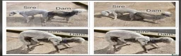 Bedlington Terrier dogs for sale: ELITE 5x champion lineage Bedlington terrier Boy.  - Advert 3