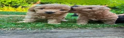 Toy Poodle dogs for sale: Stunning litter of Toy Poodles  - Advert 16