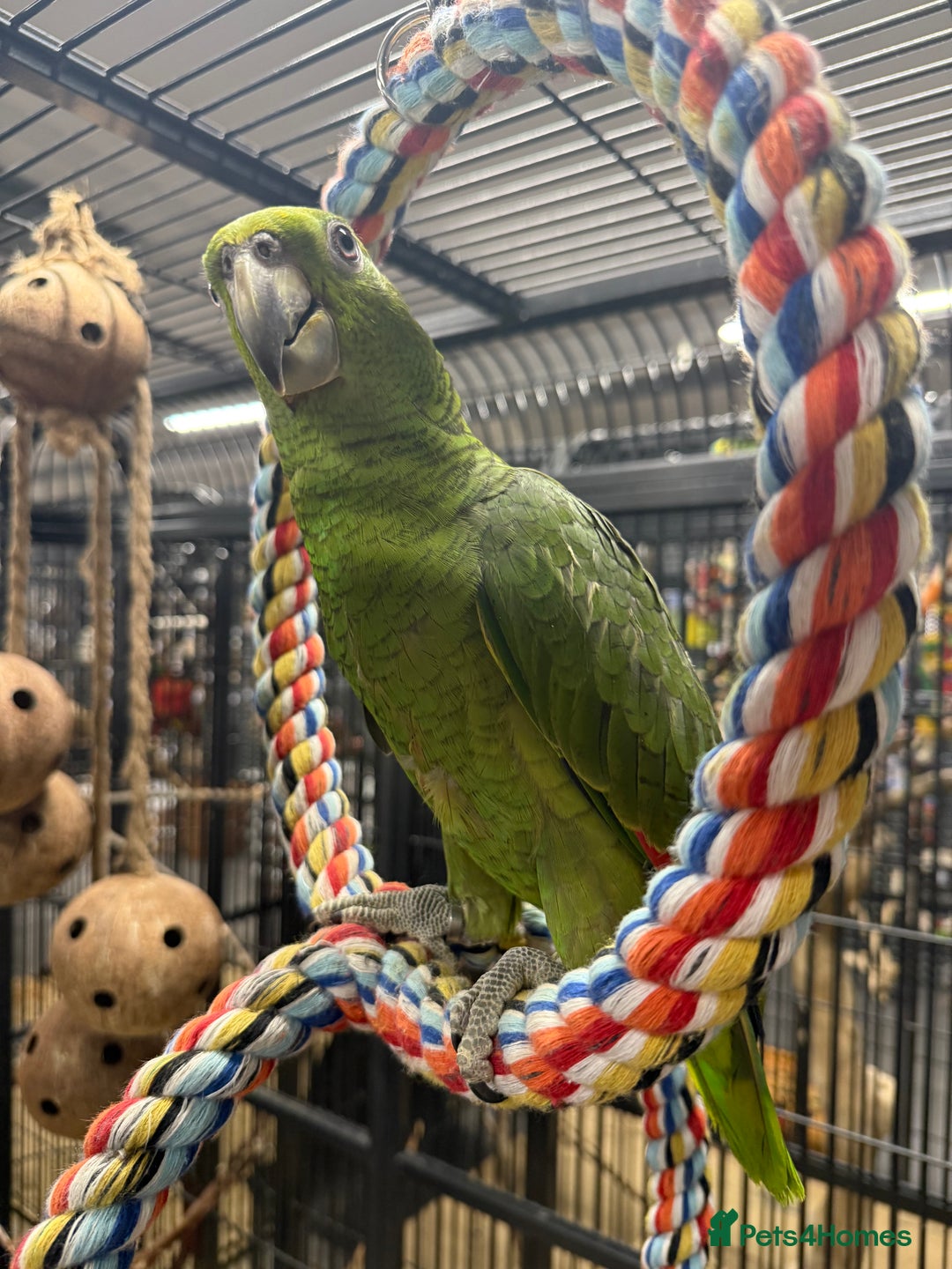 Parrots birds for sale: Selection of gorgeous handreared baby amazons  - Advert 4