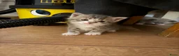 Mixed Breed cats for sale: 5 beautiful kittens  - Advert 11