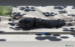 Cockapoo dogs for sale: Stunning F1B Cockerpoos - Image 8