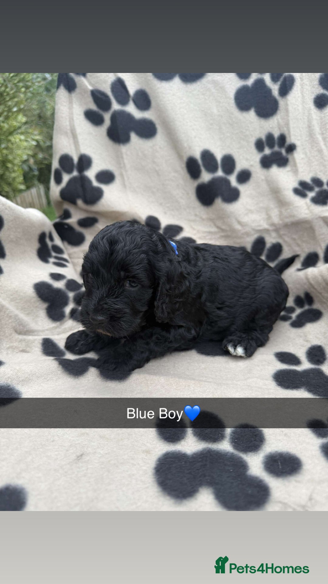 Cockapoo dogs for sale: Stunning F1B Cockerpoos - Image 8