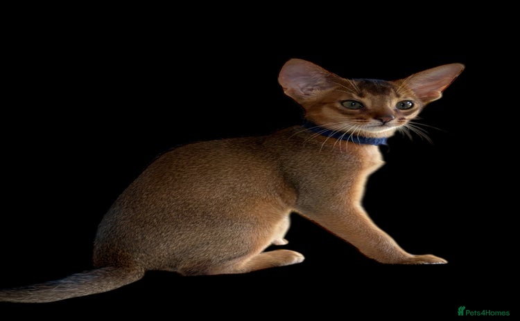 Abyssinian cats - Advert 2
