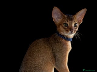 Abyssinian cats GCCF registered beautiful Abyssinian kittens - Advert 2
