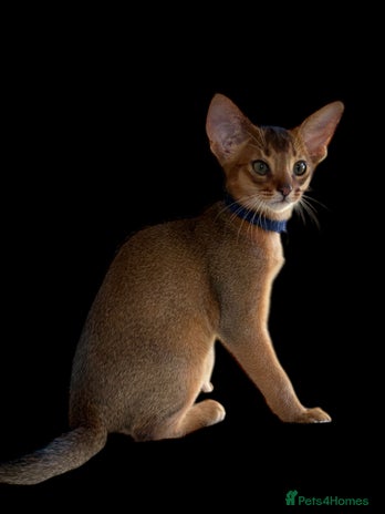 Abyssinian cats - Advert 2