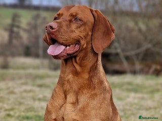 Hungarian Vizsla dogs in Leominster - Advert 1