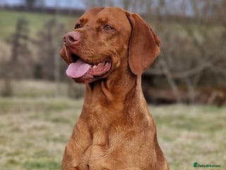 Hungarian Vizsla dogs Hungarian Vizsla Stud Dog, Very Experienced in Leominster - Advert 4