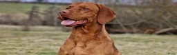 Hungarian Vizsla dogs for stud: Hungarian Vizsla Stud Dog, Very Experienced in Leominster - Advert 1