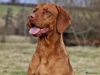 Hungarian Vizsla dogs Hungarian Vizsla Stud Dog, Very Experienced in Leominster - Advert 3