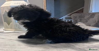 Yorkiepoo dogs - Advert 14