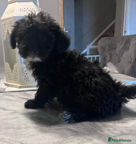 Yorkiepoo dogs - Advert 1