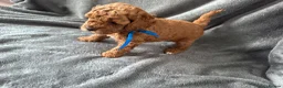 Cavapoo dogs for sale: Available TODAY ❤️ F1b Cavapoo Puppies  - Advert 26