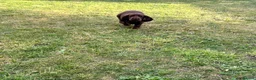 Cocker Spaniel dogs for stud: KC Reg Cocker Spaniel for Stud - Advert 4