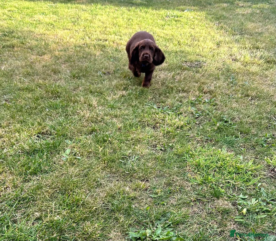 Cocker Spaniel dogs for stud: KC Reg Cocker Spaniel for Stud - Advert 4