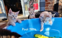 Maine Coon cats for sale: Home raised stunning Mainecoon boys. - Image 16