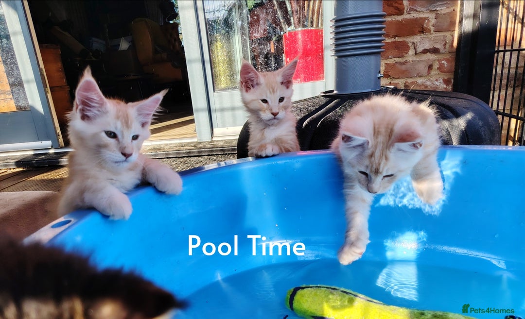 Maine Coon cats for sale: Home raised stunning Mainecoon boys. - Image 16