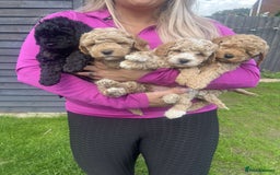 Cavapoo dogs for sale: Cavapoo girls and boys  - Image 3
