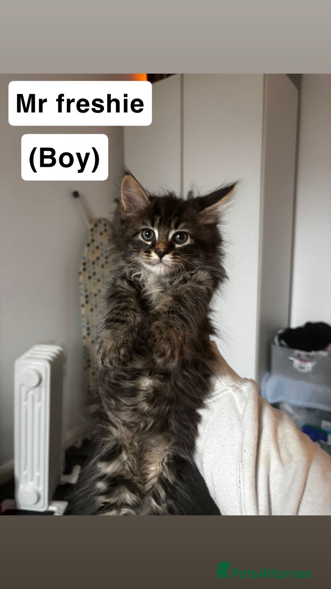 Maine Coon cats for sale: Mixed Main coon kittens available  - Advert 7