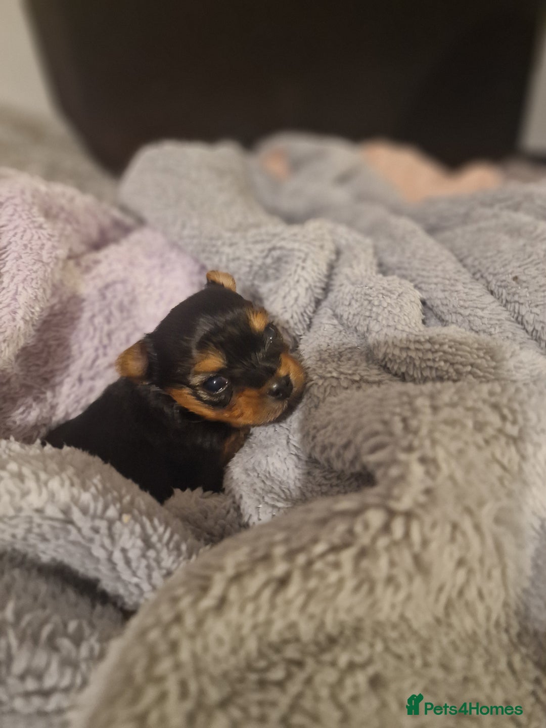 Yorkshire Terrier dogs for sale: Hello we got 2gorgeous puppies for sale - Advert 7