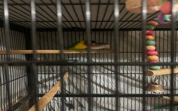 Lovebirds birds for sale: Pair of lovebirds - Image 1