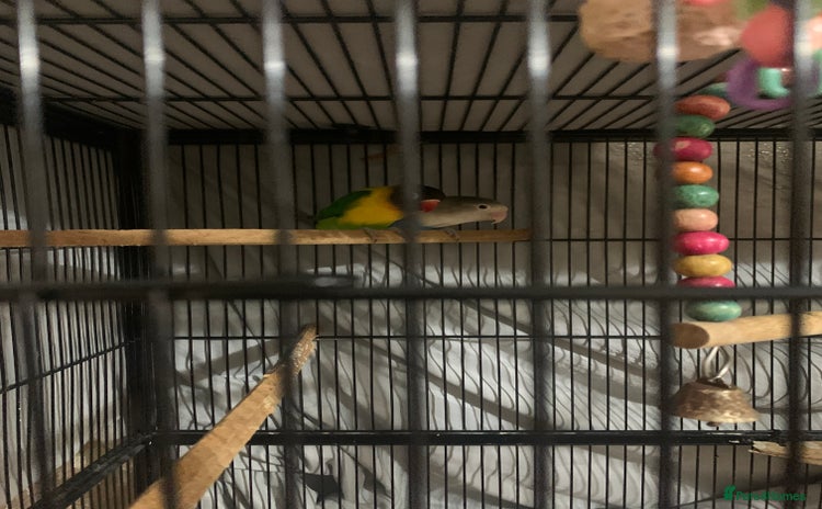 Lovebirds birds - Advert 4