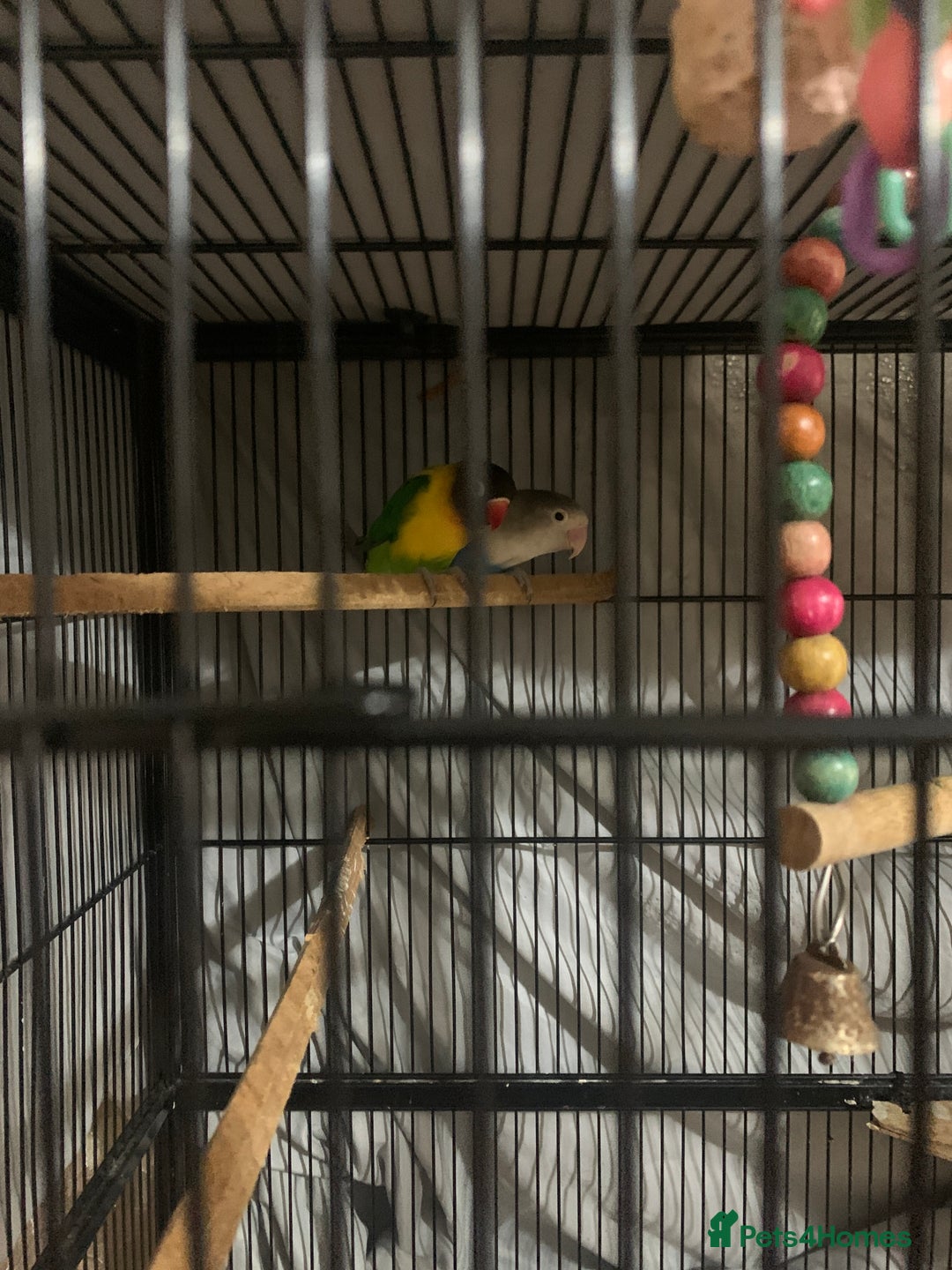Lovebirds birds for sale: Pair of lovebirds - Image 1