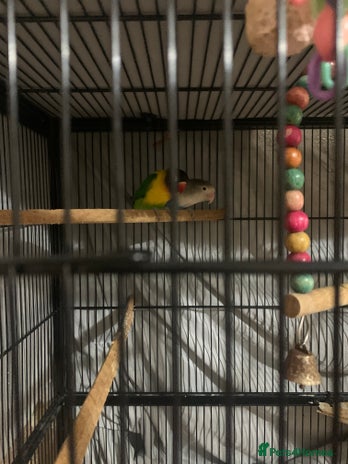 Lovebirds birds - Advert 3