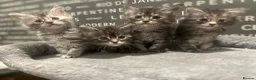 Maine Coon cats for sale: Maine Coon Kittens  - Advert 7