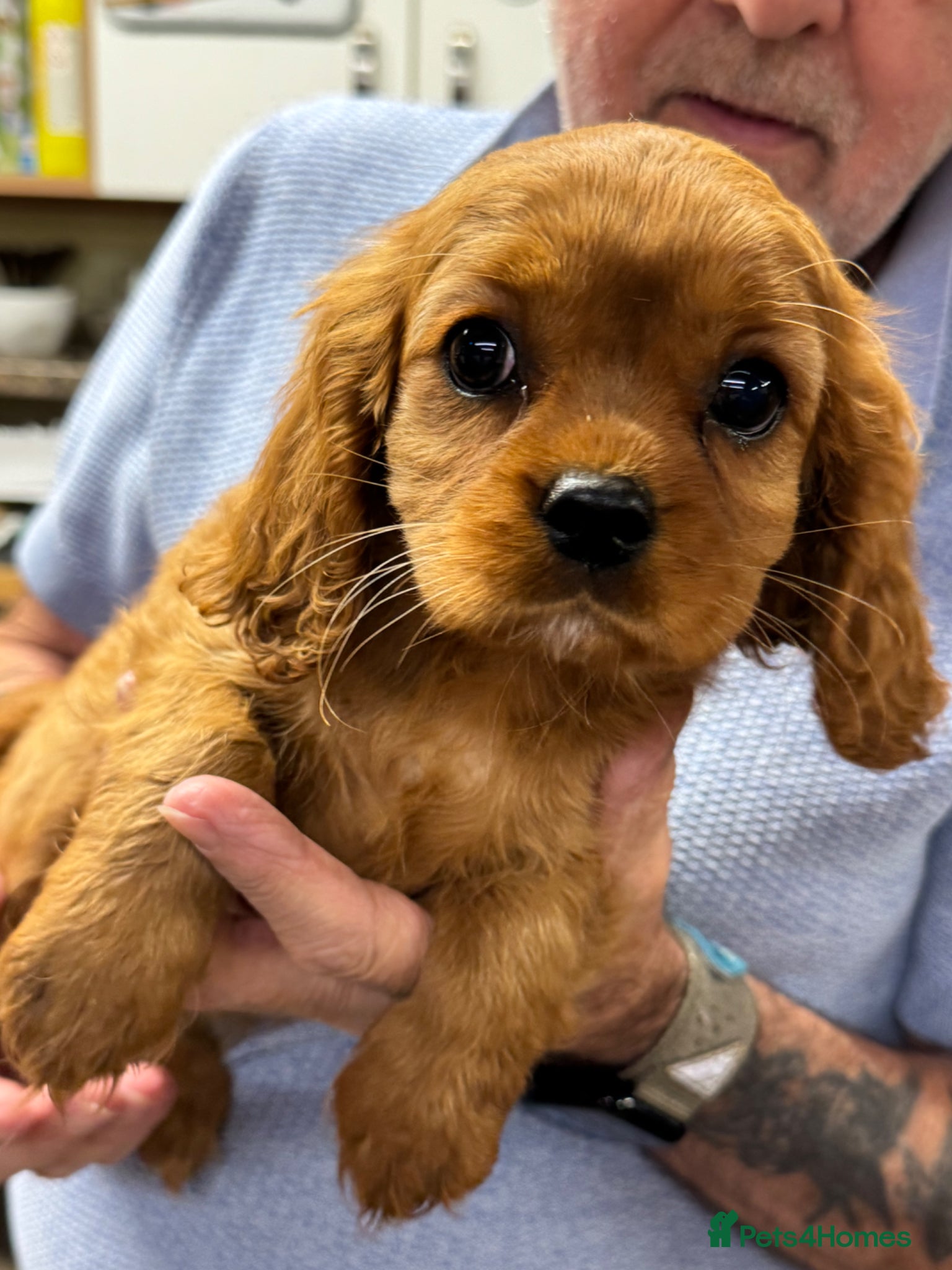 Cavalier King Charles Spaniel dogs Cavalier king charles - Advert 1