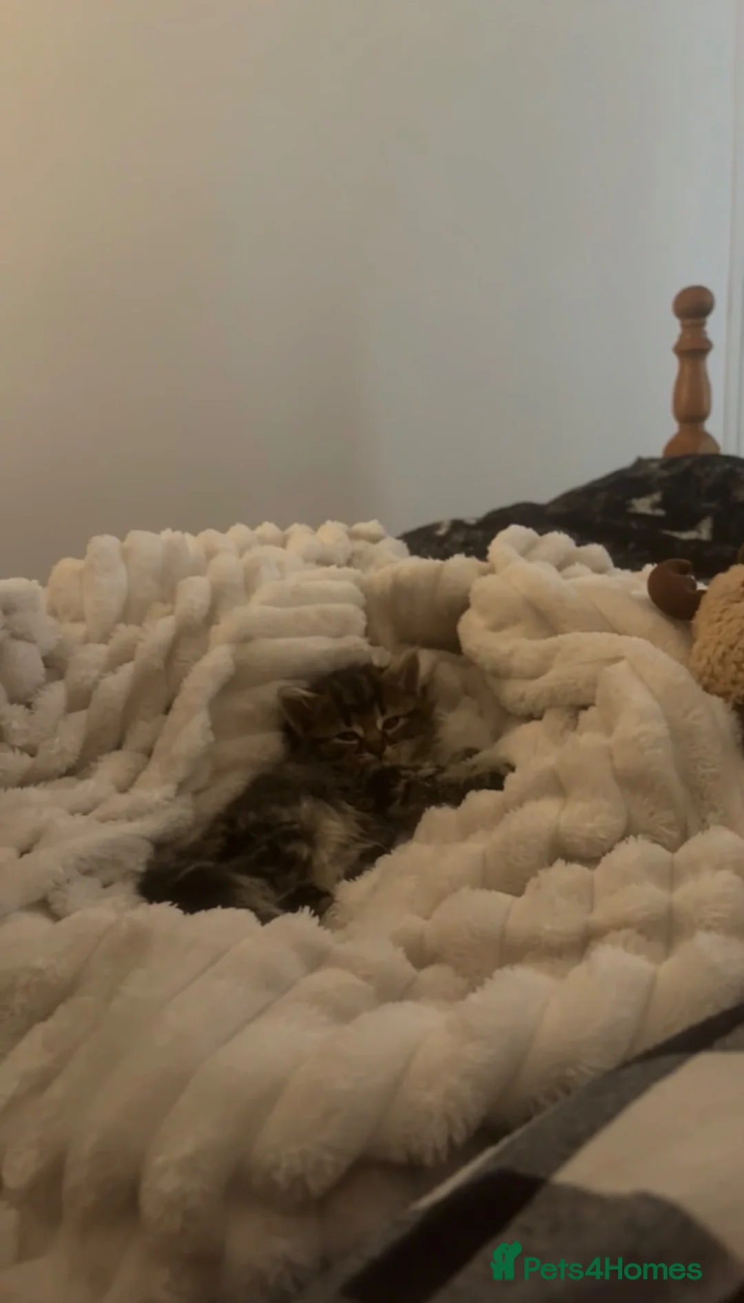British Longhair cats for sale: British longhair kitten mixed with tabby in Grantham - Advert 4