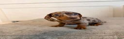 Miniature Dachshund dogs for sale: Short Haired miniature dachshund Puppy’s  - Advert 2