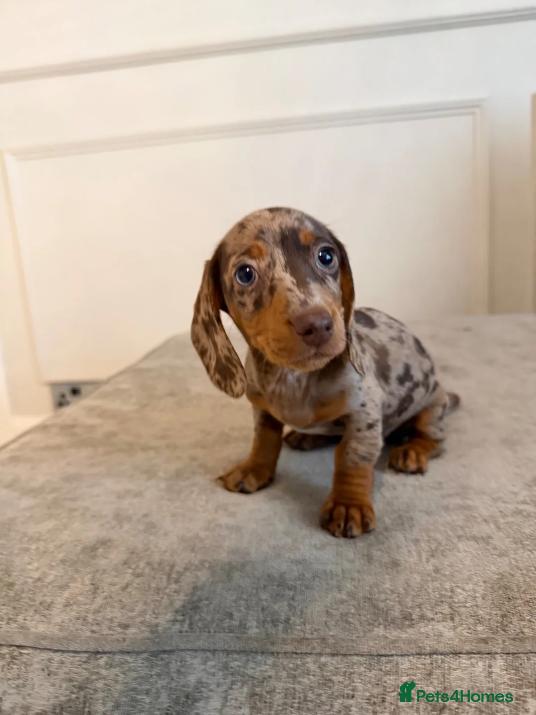 Miniature Dachshund dogs for sale: Short Haired miniature dachshund Puppy’s  - Advert 2