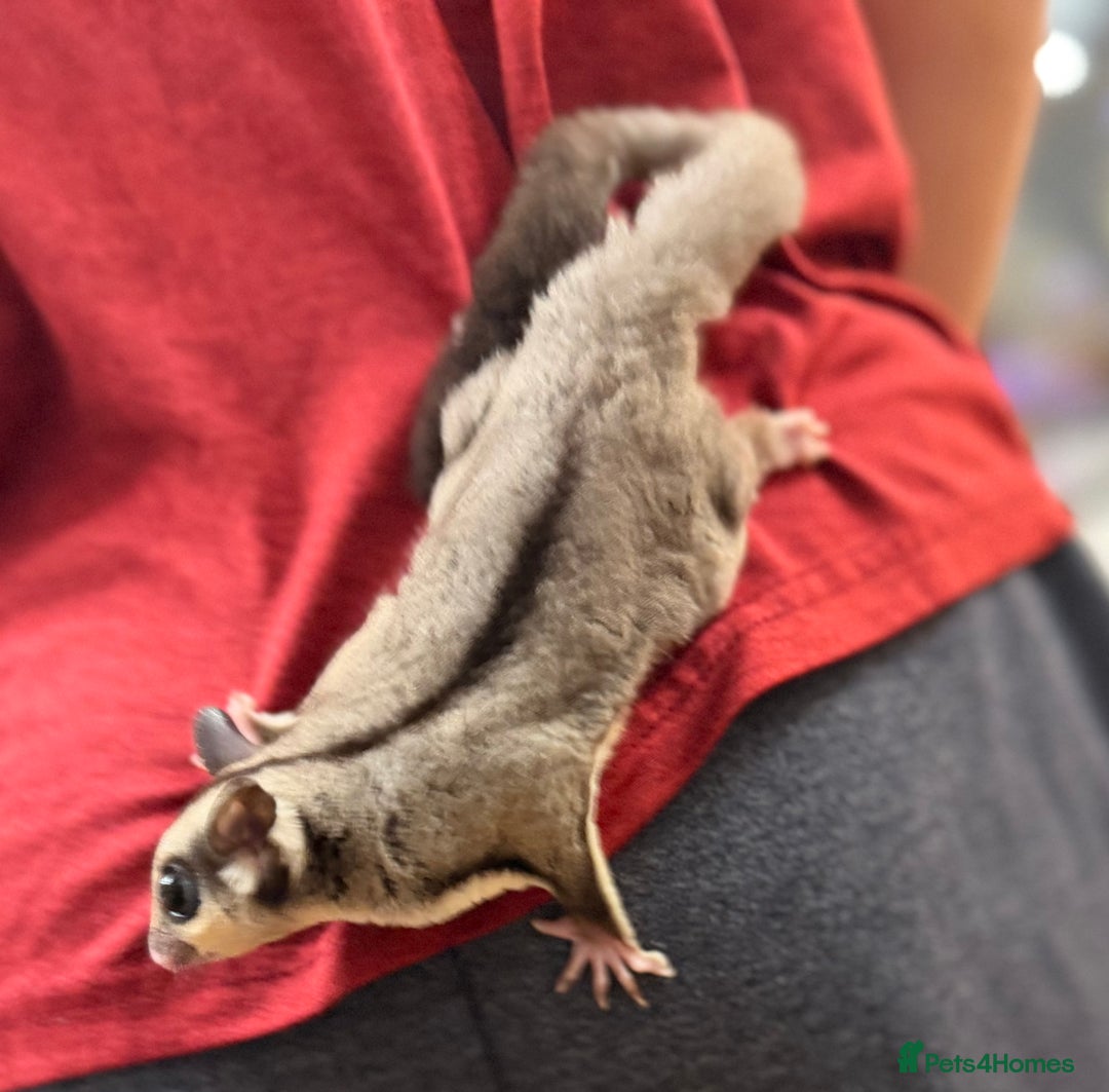 Sugar Glider rodents for sale:  2 Female Sugar Gliders – 5 Months Old (Tame) - Image 17