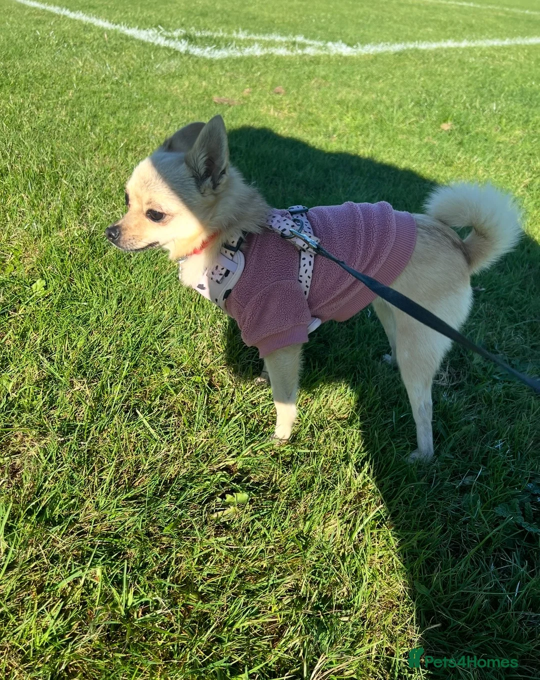 Pomchi dogs for sale: 🐾Pomchi available for adoption🐾 - Advert 2