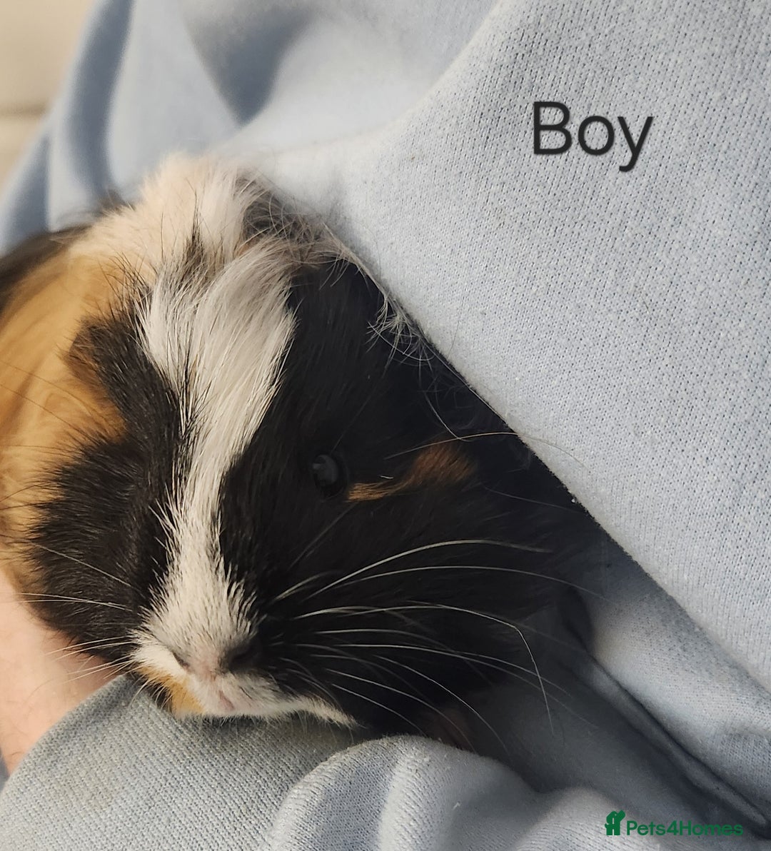 Guinea Pig rodents for sale: Cute Guinea Pigs - Advert 6