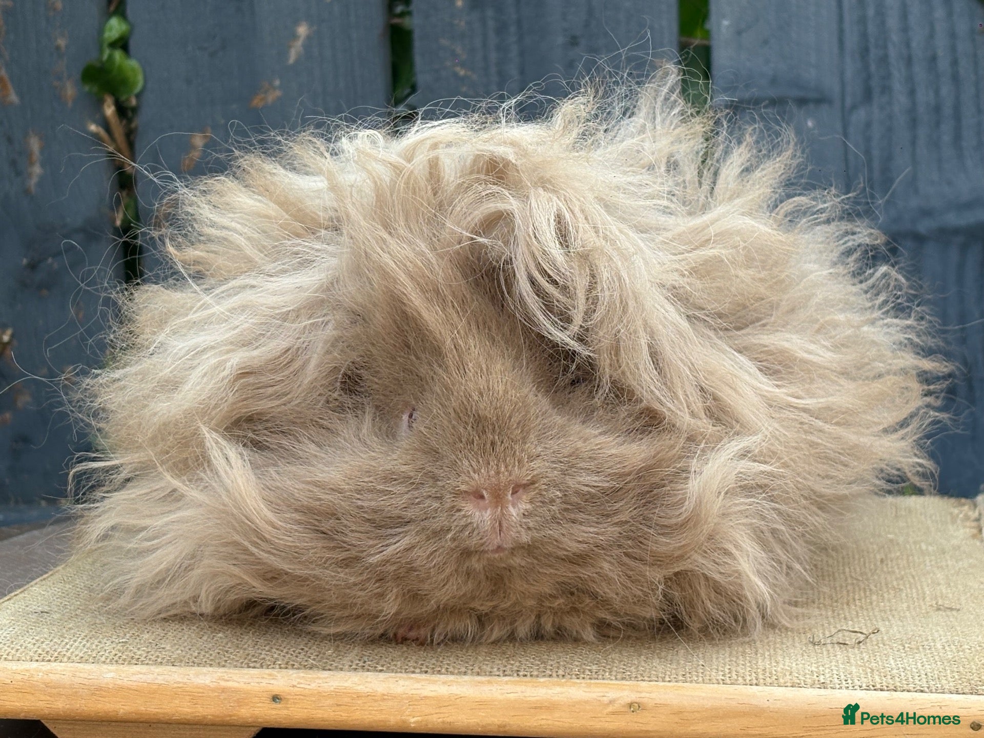 Guinea Pig rodents Purebred Lunkarya - Advert 1