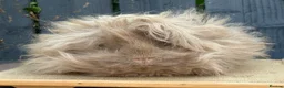 Guinea Pig rodents for sale: Purebred Lunkarya - Advert 1