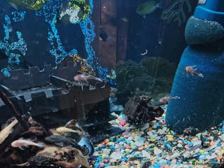 Plecos fish Plecos - Advert 7