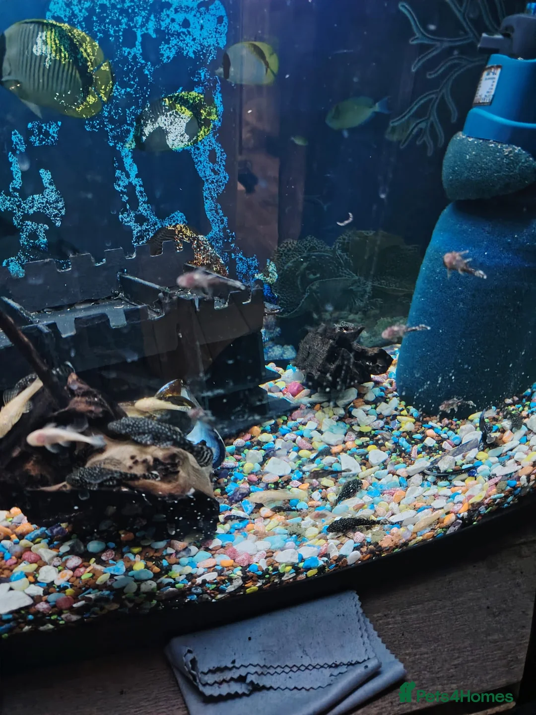 Plecos fish for sale: Plecos - Advert 1