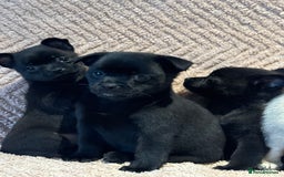 Mixed Breed dogs for sale: stunning puggapom ⭐️Ready to leave - Image 7