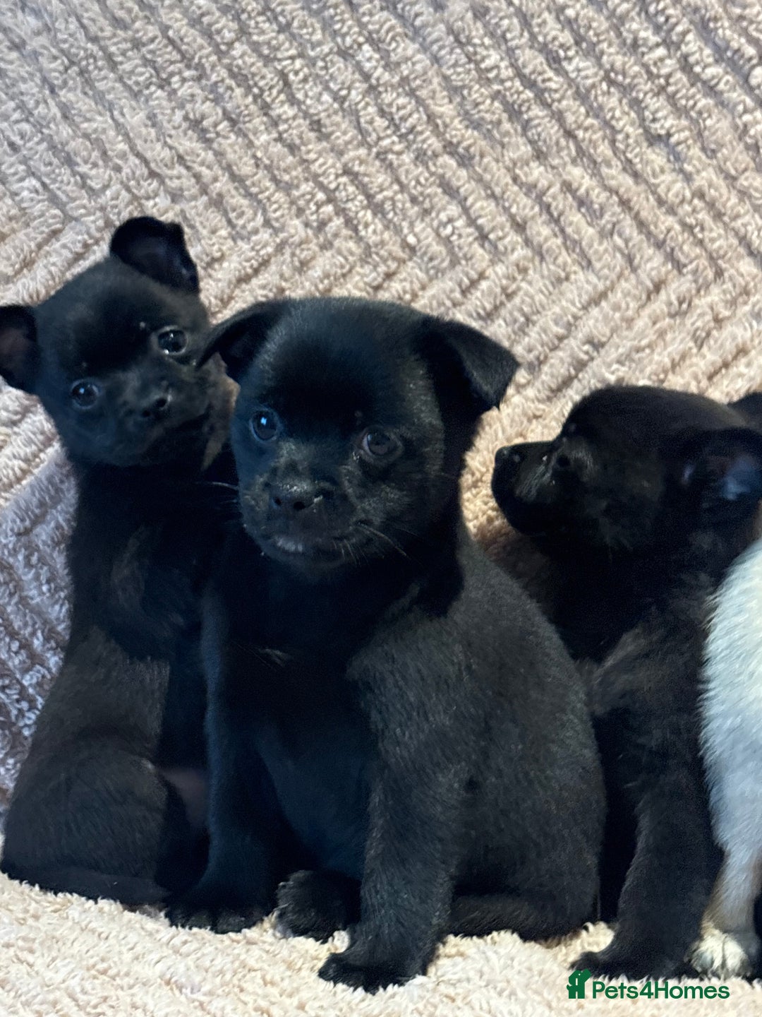 Mixed Breed dogs for sale: stunning puggapom ⭐️Ready to leave - Image 7