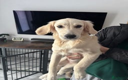 Golden Retriever dogs for sale: Female Golden Retriever - Image 2