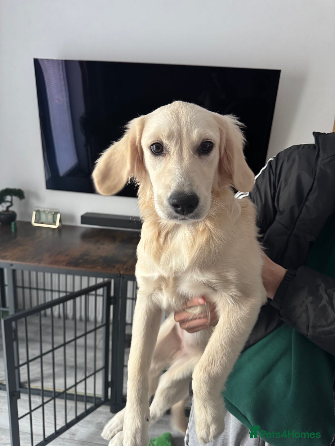 Golden Retriever dogs for sale: Female Golden Retriever - Image 2
