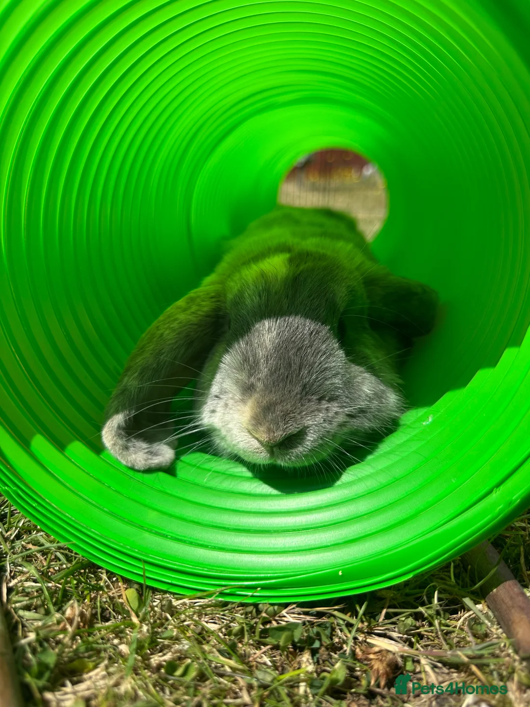 Mini Lop rabbits for sale: Mini lop grey rabbit in Abingdon - Advert 1