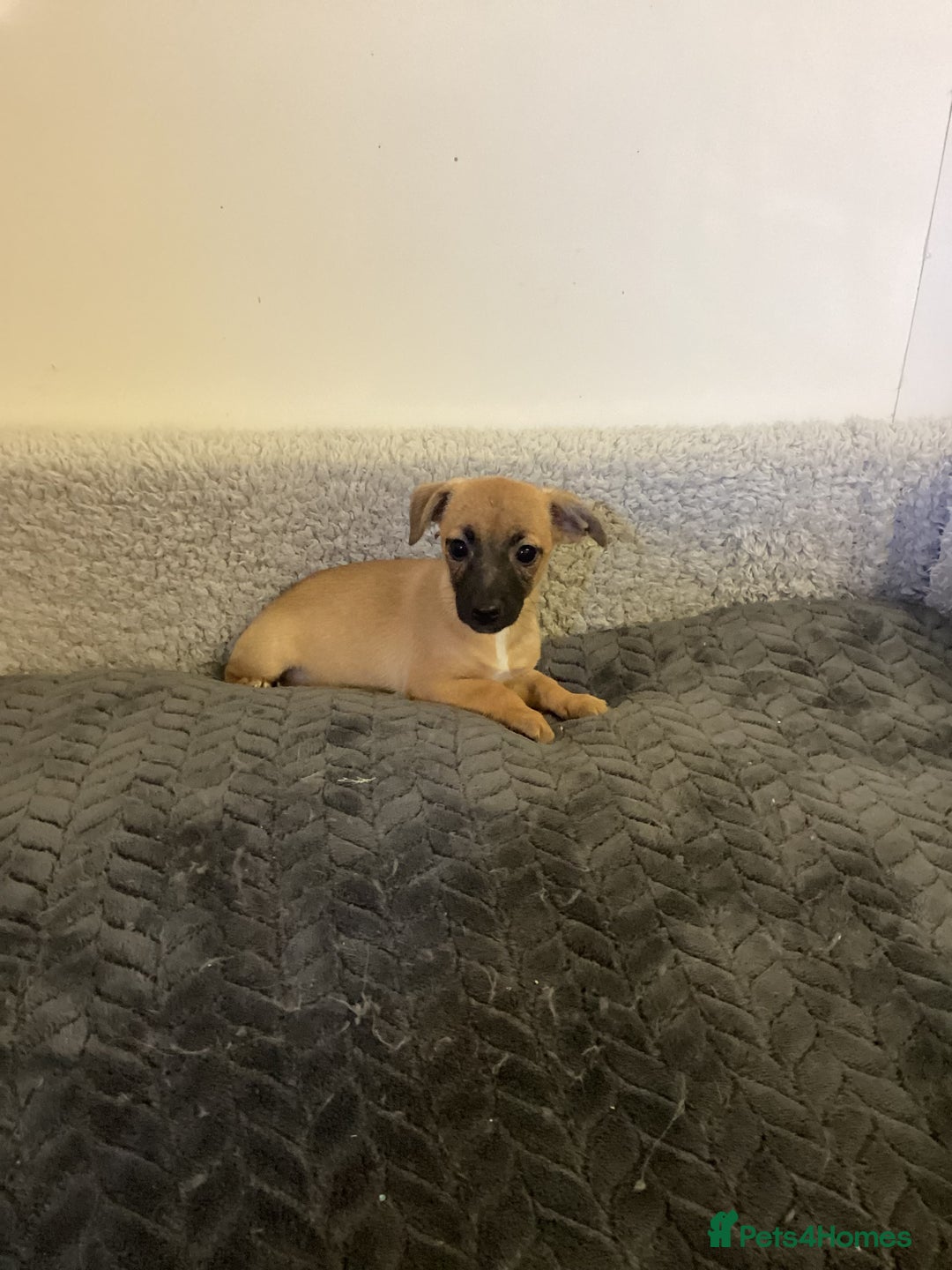 Jack Russell dogs for sale: Jack Russell puppies  - Image 21
