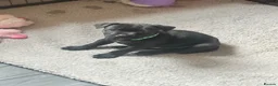 Staffordshire Bull Terrier dogs for sale: Ready to leave 23rd, staffy puppys(great quality)  - Advert 22